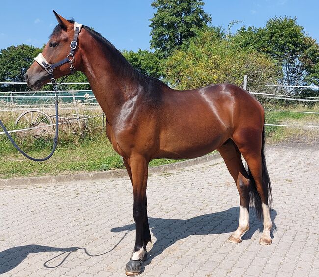 Dt. Pferd - 2jähriger Junghengst - Zoomaton x Quarterback, Barbara Würtz, Horses For Sale, Naila OT Culmitz, Image 11