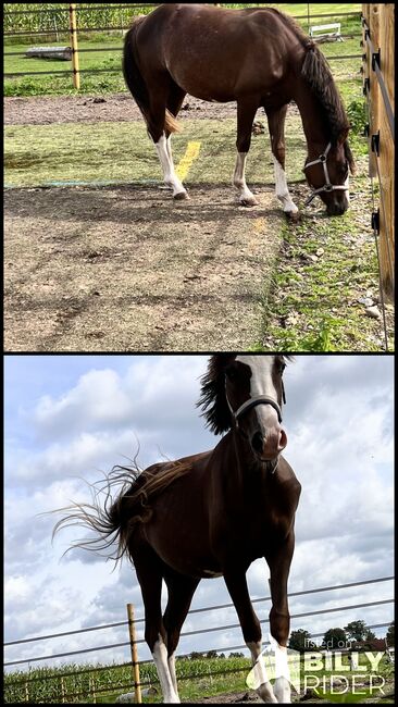 Deutsches Reitpony Stute Dreidimensional NRW 1J Dressurpony, B.Heuer , Horses For Sale, Celle , Image 3