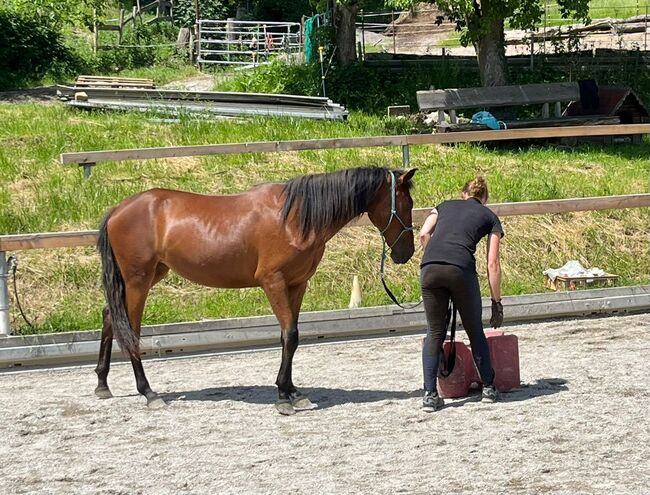 #germanbreed #exclusiveallrounder, WOW Pferd  (WOW Pferd), Horses For Sale, Bayern - Attenkirchen, Image 8