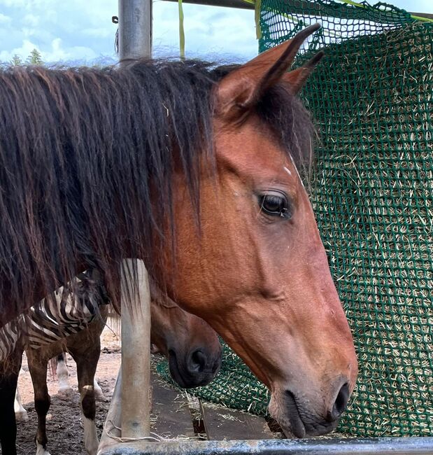 #germanbreed #exclusiveallrounder, WOW Pferd  (WOW Pferd), Horses For Sale, Bayern - Attenkirchen, Image 9