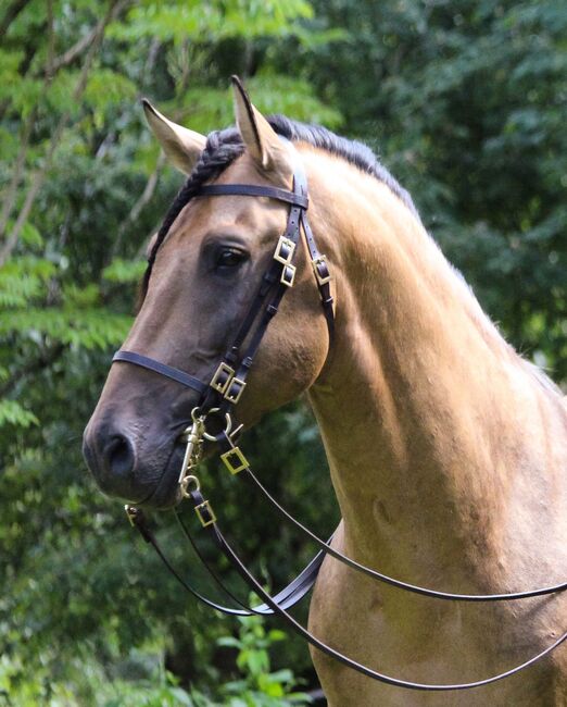 #germanbreed #exclusiveallrounder, WOW Pferd  (WOW Pferd), Horses For Sale, Bayern - Attenkirchen, Image 10