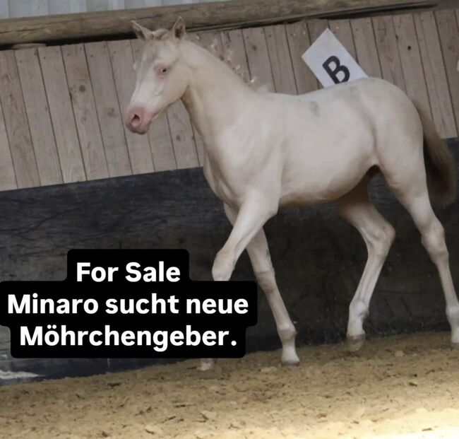 Deutsches reitpony Hengstfohlen kann ab sofort ausziehen !!, Emilia, Horses For Sale, Castrop-Rauxel