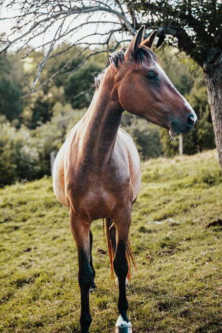 Deutsches Sportpferd Stute 3 jährig, Jamie-Lee Horn, Horses For Sale, Gera, Image 7