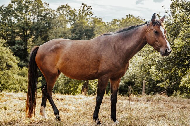 Deutsches Sportpferd Stute 3 jährig, Jamie-Lee Horn, Horses For Sale, Gera, Image 6