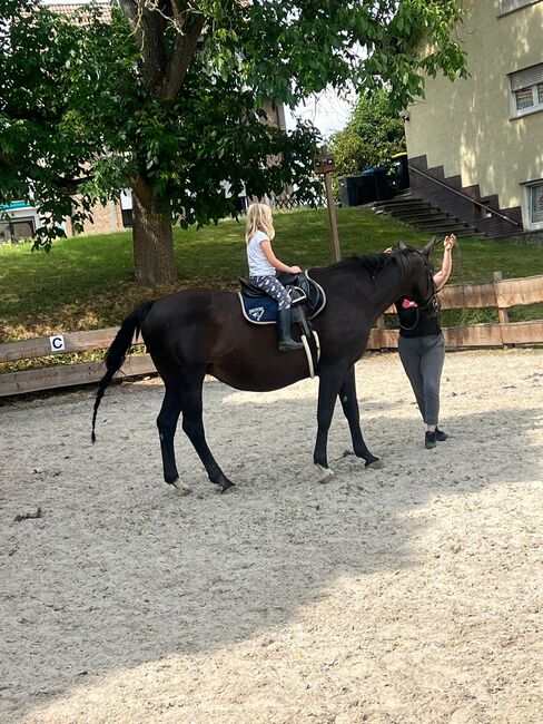 Deutsches Warmblut, Nicole Wiegand, Horses For Sale, Schenklengsfeld , Image 3