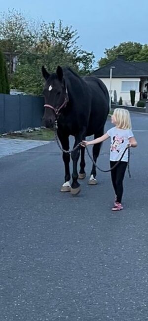 Deutsches Warmblut, Nicole Wiegand, Horses For Sale, Schenklengsfeld 