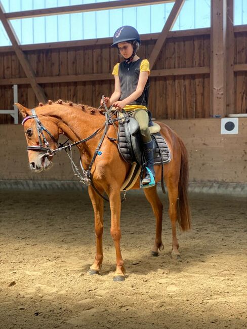 Deutsches Reitpony, Ricarda Schoenberg, Horses For Sale, Haibach ob der Donau, Image 2