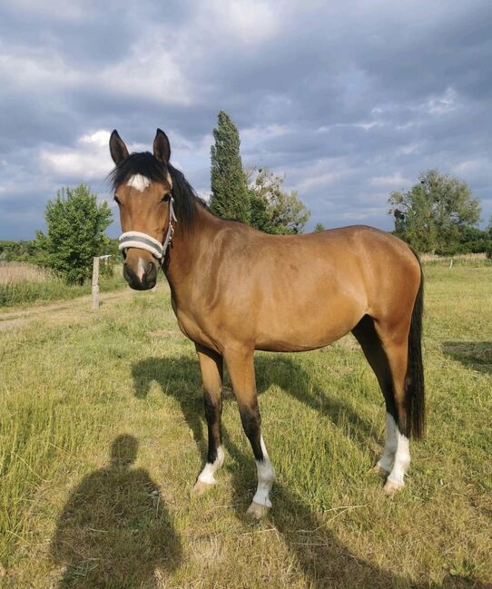 Deutsches Reitpony, Julia , Horses For Sale, Gardelegen