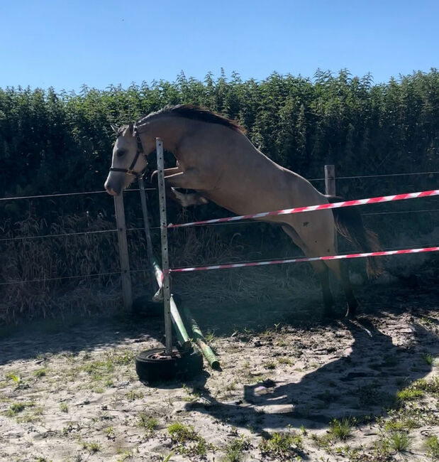 Deutsches Reitpony, Annika, Horses For Sale, Neuschoo , Image 4