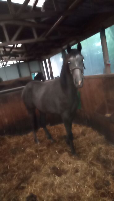 Deutsches Reitpony, Hanneliese Claus , Horses For Sale, Westerstede , Image 2