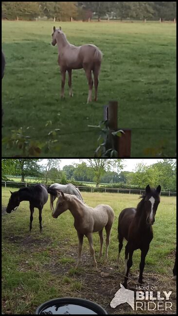 Deutsches Reitpony, Hanneliese Claus , Horses For Sale, Westerstede , Image 3