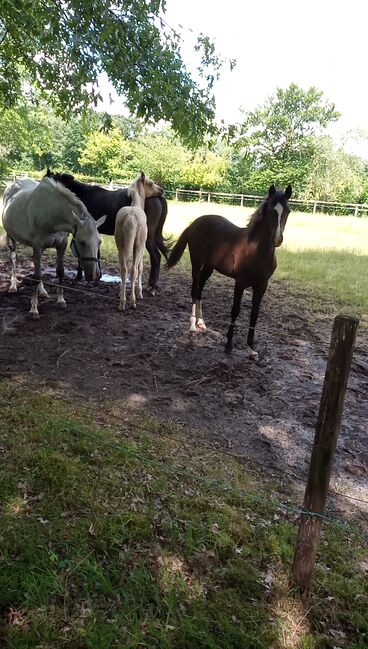 Deutsches Reitpony, Hanneliese Claus , Horses For Sale, Westerstede , Image 2