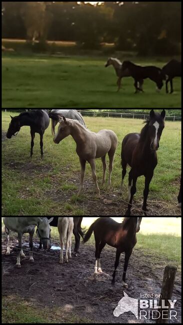 Deutsches Reitpony, Hanneliese Claus , Horses For Sale, Westerstede , Image 4