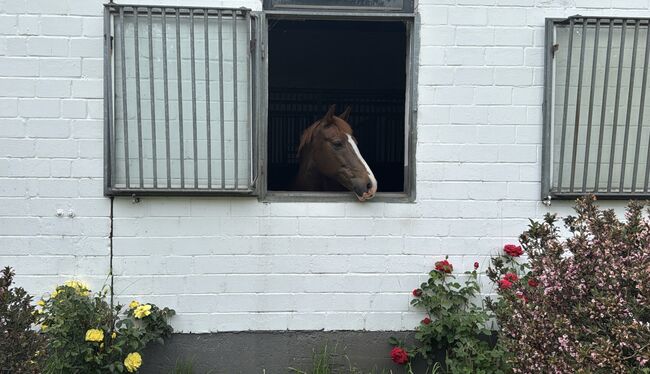 Deutsches Reitpony, Dunkelfuchs, 152 cm, Vivien C., Horses For Sale, Kiel