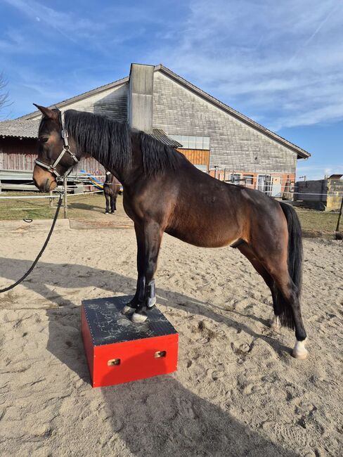 Deutsches Reitpony - Dyami Dumbledore B; Wallach, Simone, Horses For Sale, Hemishofen, Image 4