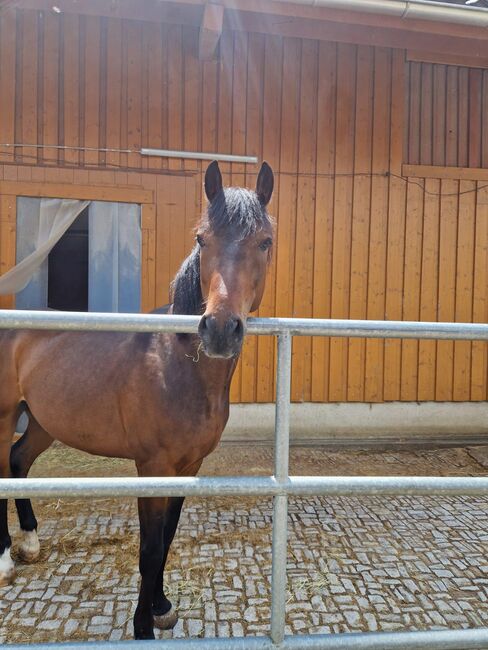 Deutsches Reitpony - Dyami Dumbledore B; Wallach, Simone, Horses For Sale, Hemishofen, Image 2