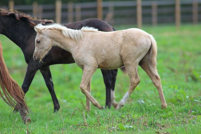 Deutsches Reitpony Hengst Fohlen, Christina Haupt, Horses For Sale, Salzgitter , Image 4