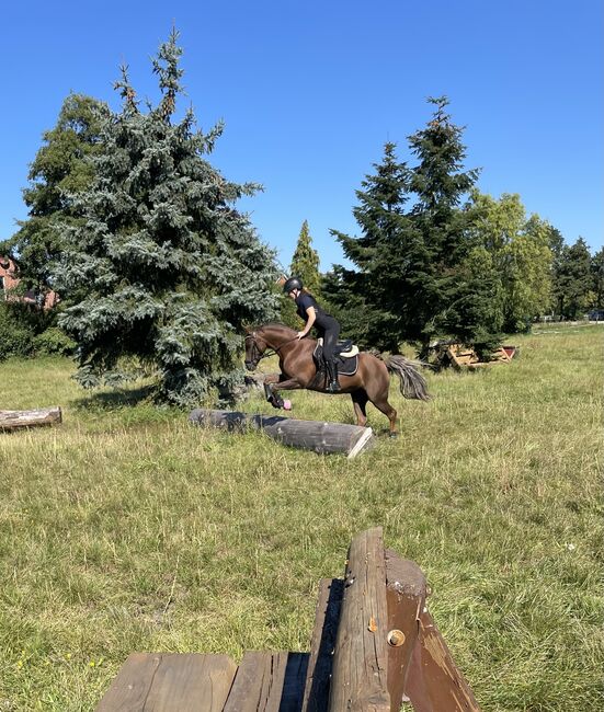 Deutsche Reitponystute, Dunkelfuchsstute, Bianca , Horses For Sale, Tiddische , Image 4