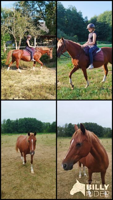 Deutsche Reitponystute, Zuchtstute, Endmaßpony, Charlotte Redzewsky, Horses For Sale, Rheinsberg Flecken Zechlin, Image 5