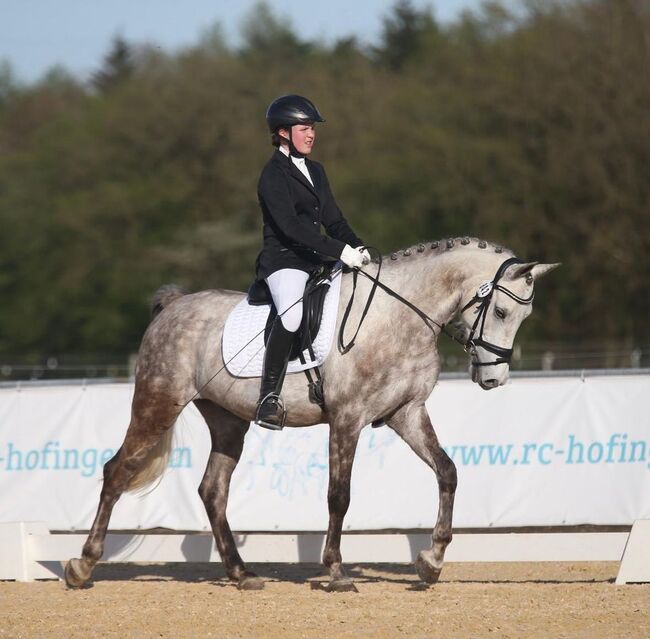 Deutsches Reitpony-Schimmelwallach-Allrounder, Eva Reinhardt, Horses For Sale, Leinburg