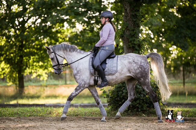 Deutsches Reitpony-Schimmelwallach-Allrounder, Eva Reinhardt, Horses For Sale, Leinburg, Image 6