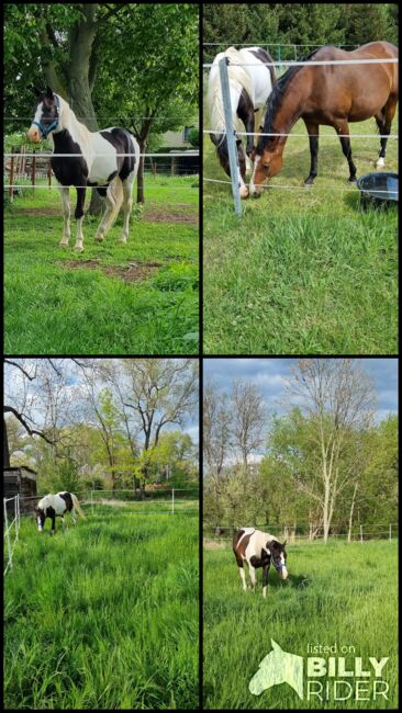 Deutsches Reitpony abzugeben, Jenny, Horses For Sale, Ermsleben, Image 7