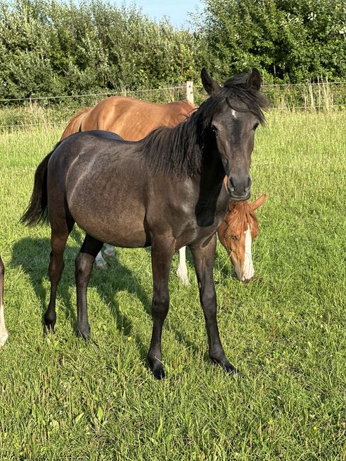 Deutsches Reitpony Hengst von 2024, Annika, Horses For Sale, Neuschoo , Image 5