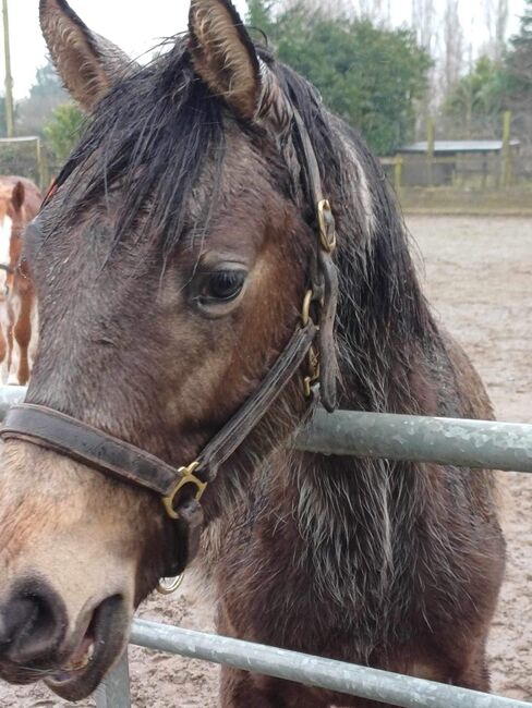 Dun 2yr old sports horse filly to make 15.2, Cheryl Sumner, Horses For Sale, Skegness, Image 3