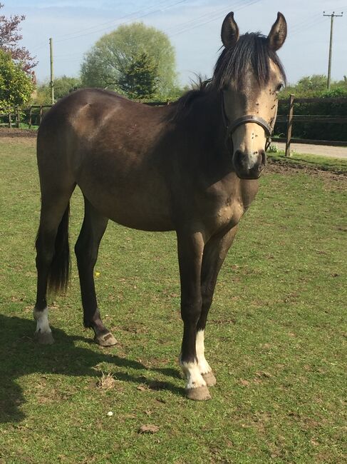 Dun 2yr old sports horse filly to make 15.2, Cheryl Sumner, Horses For Sale, Skegness, Image 2