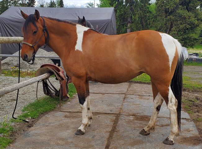 Dun Tobiano Stute, Nicole, Horses For Sale, Hosenruck, Image 3