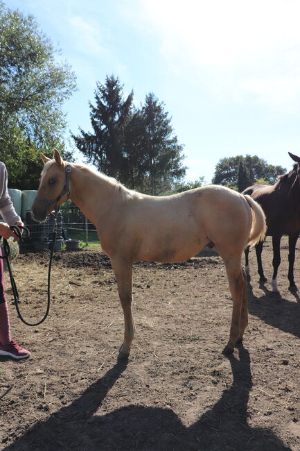 Dunalino (Palomino) Appaloosa mit Quarter Blut Jährling Hengst, Janina, Pferd kaufen, Wunstorf, Abbildung 2