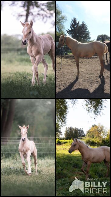 Dunalino (Palomino) Appaloosa mit Quarter Blut Jährling Hengst, Janina, Pferd kaufen, Wunstorf, Abbildung 5