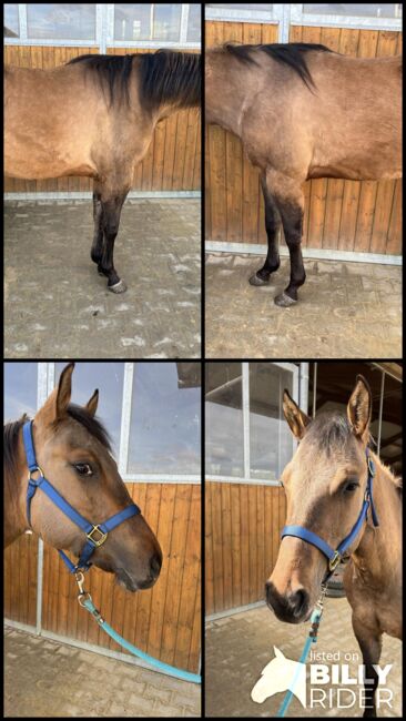 dunfarbene, sehr korrekte Quarter Horse Stute, Kerstin Rehbehn (Pferdemarketing Ost), Pferd kaufen, Nienburg, Abbildung 8