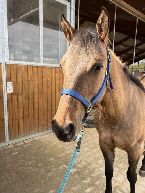 dunfarbene, sehr korrekte Quarter Horse Stute, Kerstin Rehbehn (Pferdemarketing Ost), Pferd kaufen, Nienburg, Abbildung 5