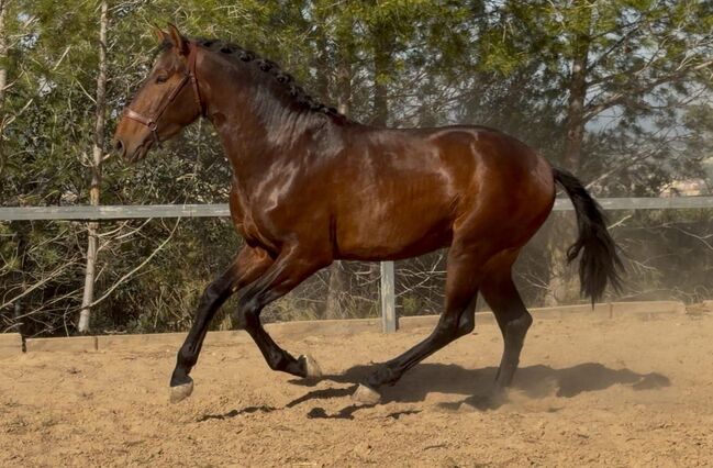 Duque ABS, PRE Pura Raza Española, Hengst, 3 Jahre, Brauner, WOW Pferd  (WOW Pferd), Pferd kaufen, Bayern - Attenkirchen