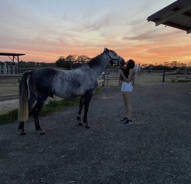 Duque (PRE) sensibler Herzenswallach sucht seinen Menschen!, Nina, Horses For Sale, Pfaffstetten