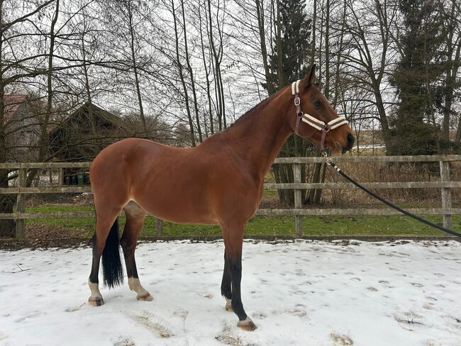 Niederländische wallach, Beckova Mila , Horses For Sale, GEISENFELD 