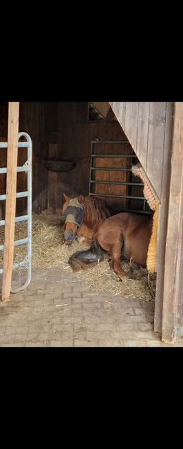 Holländische Stute zu verkaufen, Melli Müller , Horses For Sale, Göppingen, Image 3
