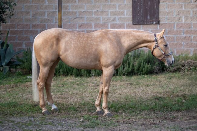 Großrahmige, gut gerittene Quarter Horse Stute, Kerstin Rehbehn (Pferdemarketing Ost), Konie na sprzedaż, Nienburg, Image 3