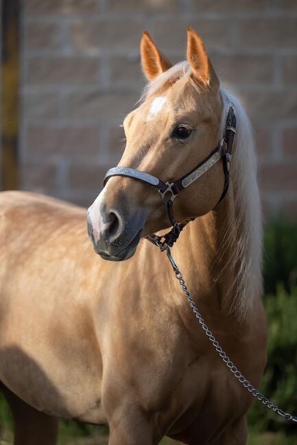 Großrahmige, gut gerittene Quarter Horse Stute, Kerstin Rehbehn (Pferdemarketing Ost), Konie na sprzedaż, Nienburg, Image 12