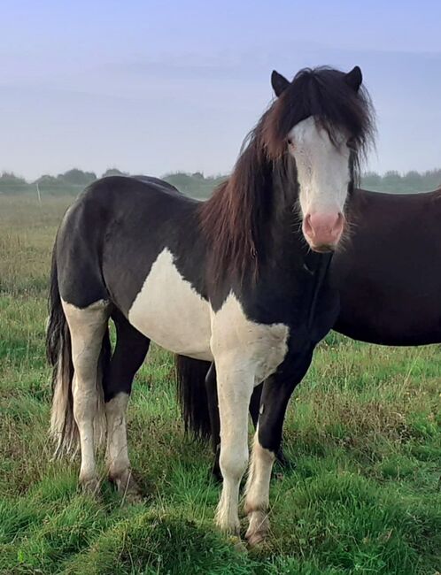 VIEL CHARAKTER, sehr viel Tölt - in toller Farbe, ausIsland, Ursula Richard, Konie na sprzedaż, Südisland, Image 2