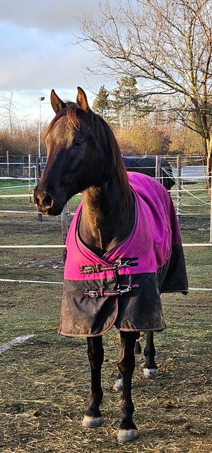 großrahmiger, bildhübscher Quarter Horse Wallach, Kerstin Rehbehn (Pferdemarketing Ost), Konie na sprzedaż, Nienburg, Image 18