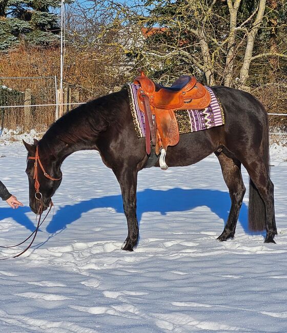 großrahmiger, bildhübscher Quarter Horse Wallach, Kerstin Rehbehn (Pferdemarketing Ost), Konie na sprzedaż, Nienburg, Image 3