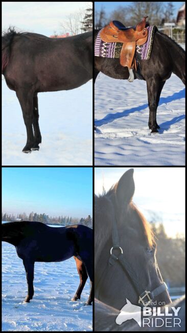 großrahmiger, bildhübscher Quarter Horse Wallach, Kerstin Rehbehn (Pferdemarketing Ost), Konie na sprzedaż, Nienburg, Image 19