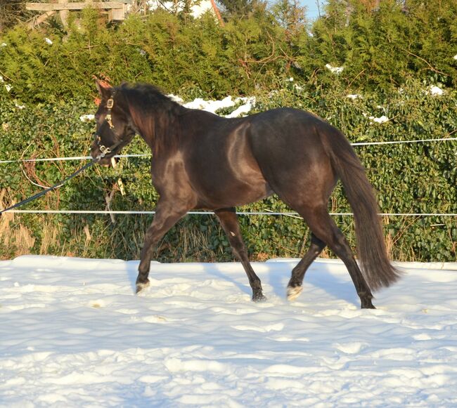 großrahmiger, bildhübscher Quarter Horse Wallach, Kerstin Rehbehn (Pferdemarketing Ost), Konie na sprzedaż, Nienburg, Image 14