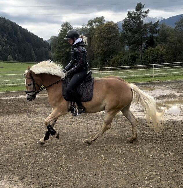 Großer Haflinger Wallach, Anna Bischof, Konie na sprzedaż, Sankt Peter am Kammersberg