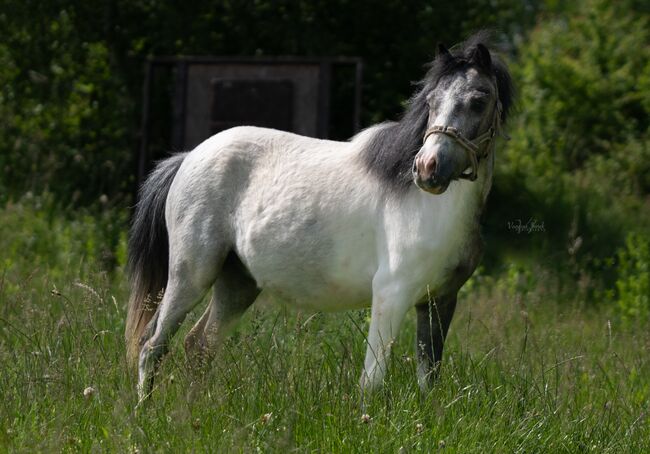 Zwei brave Kinderponys zu vergeben, Vanessa Imrek, Konie na sprzedaż, Unterwart, Image 4