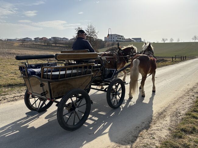 Zwei Haflinger und Kutsche, Ebner Franz, Konie na sprzedaż, Schrattenberg, Image 9