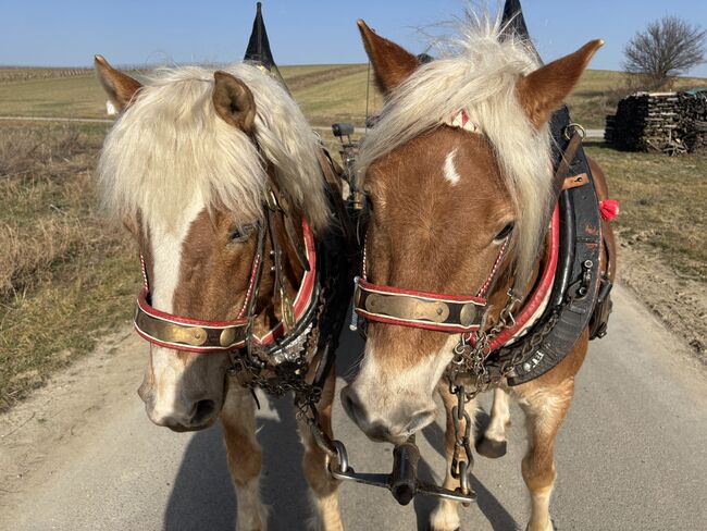 Zwei Haflinger und Kutsche, Ebner Franz, Konie na sprzedaż, Schrattenberg, Image 10