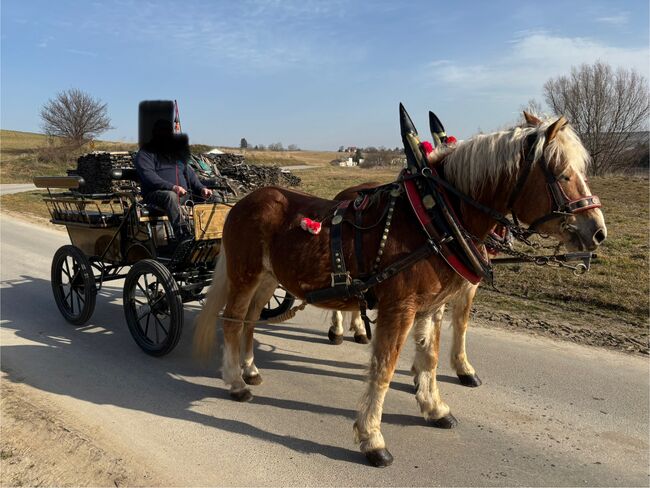 Zwei Haflinger und Kutsche, Ebner Franz, Konie na sprzedaż, Schrattenberg, Image 8